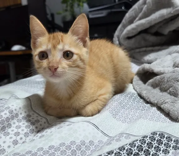 filhote gata femea(2 meses) para adoção responsável