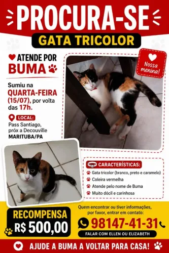 Gata Desaparecida/RECOMPENSA