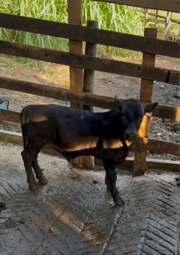 Mini boi 