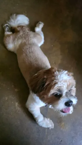 Shih-tzu