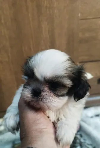 Vendo filhotes de Shih Tzu fêmeas e machos 