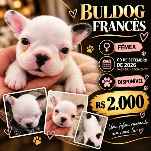 Buldogue francês filhotes de linhagem europeia 