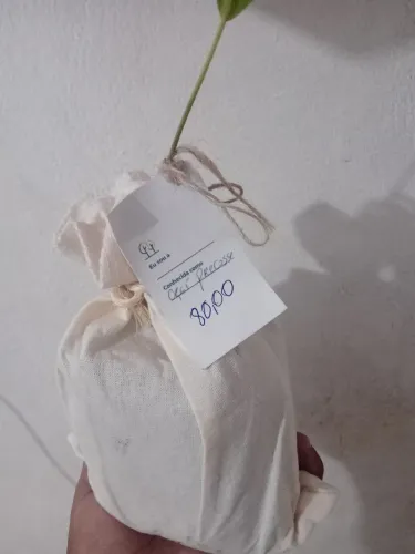 Muda Do Açaí Precosse