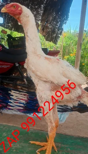 Frango índio gigante