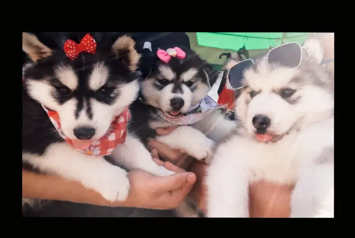 Husky siberiano