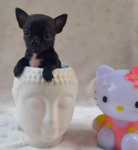 Oportunidade - Bebezinha  Pinscher fêmea 00. 