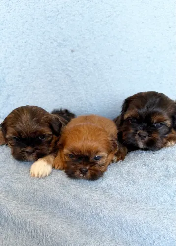 Shitzu filhotes raça pura,(pais com pedigree).