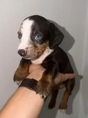 Filhote Macho - Dachshund/Basset/Cofap/Salsicha/Teckel