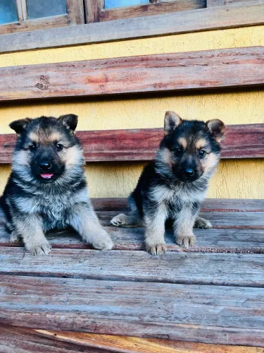 Pastor alemão puros lindos disponíveis pedigree opc