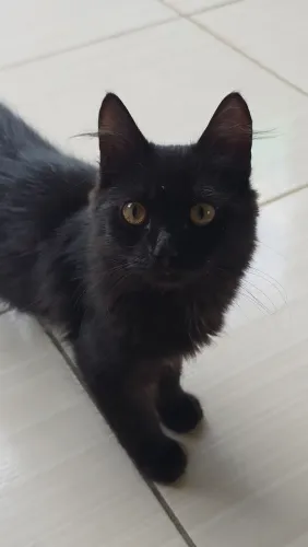 Gatinhos angorá