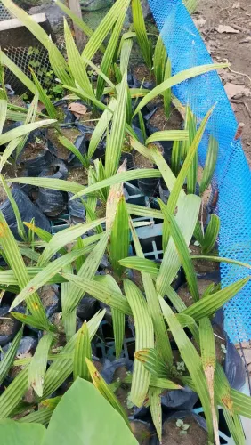 Tamara saudável e resistente novissima