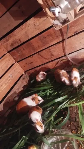 Porquinho da índia