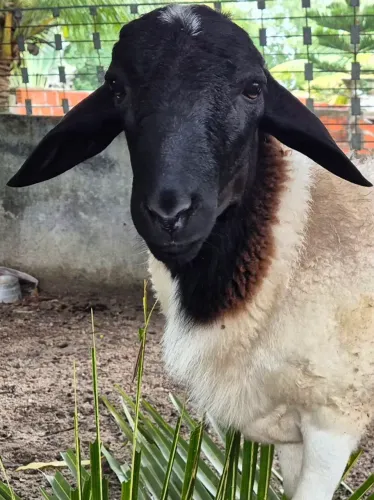 Vendo carneiro F1 (Reprodutor Dorper x Santa Inês)