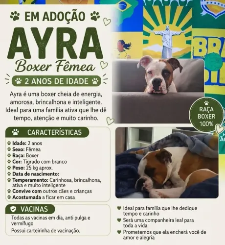 Doação de boxer fêmea 