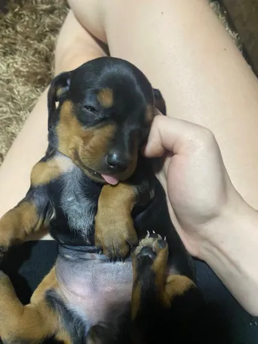 Vendo filhote de Dachshund macho conhecido como salsicha