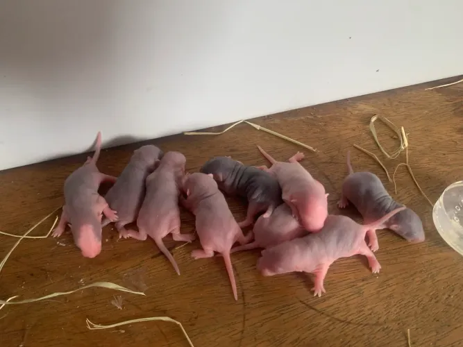 Ratinhos twister filhotes