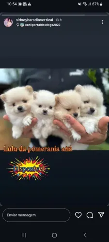 Cachorro
