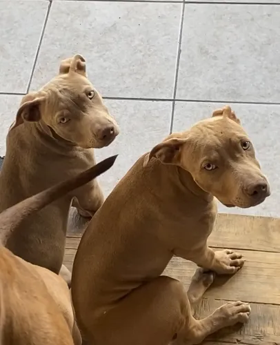 Filhotão de Pitbull APBT red nose