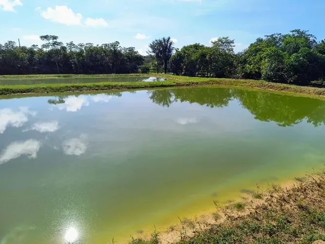 Sitio na estrada de Novo Airão km 42 com criação de peixes .