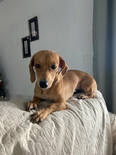 Dachshund à procura de um namorado