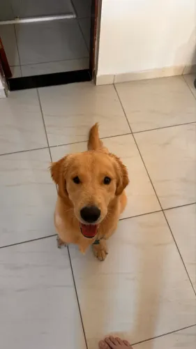 Doação Golden Retriver