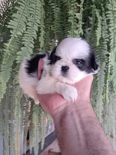 Shitzu machinhos , coisa mais linda !