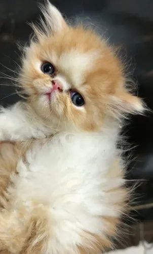 Gatos Persa