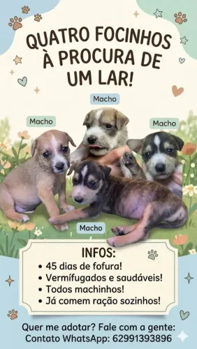 Doação de filhotes de cachorro 