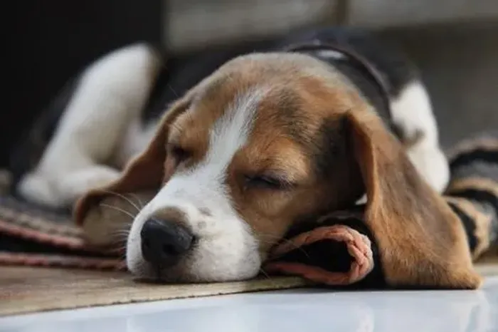 Beagle Um filhote criado para grandes histórias