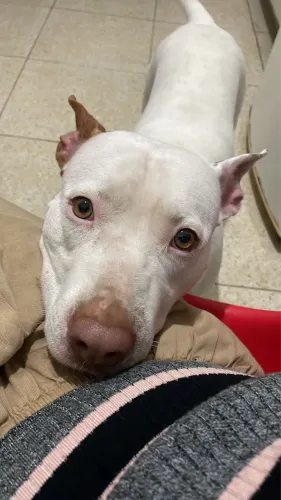 Doa-se Pitbull branca fêmea cachorra grande