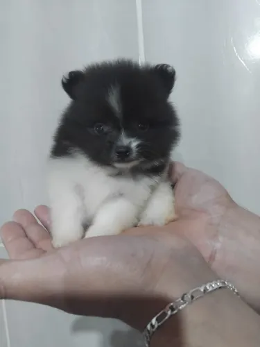 Lulu machinho