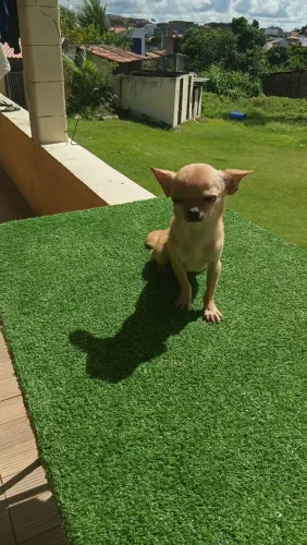 Vendo Chihuahua fêmea pelo curto 