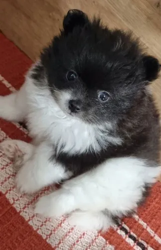 Spitz Alemão Anã  