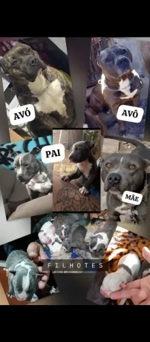 Filhotes de American Bully com Pit monster