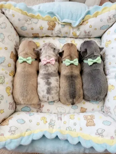 Bulldog Francês Macho e Fêmea