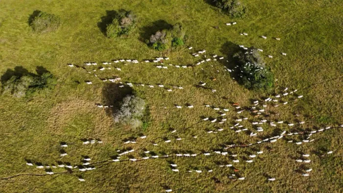 fazenda com uma excelente localização e estrutura de alto padrão com 350 hectares