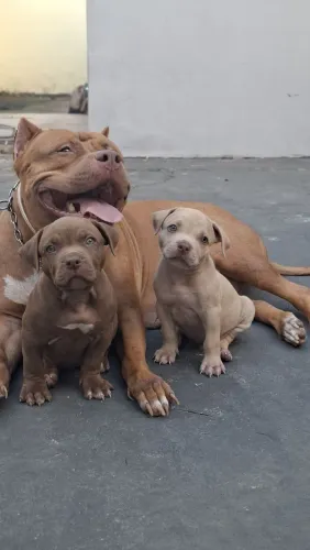 Pitmonster 