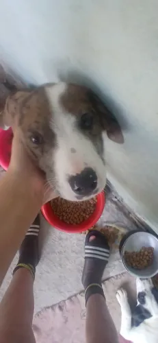 Vende se pitbull de 4 meses