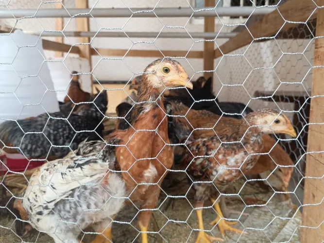 Franguinhos caipira