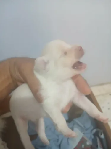 Vendo 3 filhotes de spitz alemão ele estão  com 12 dias de vida  