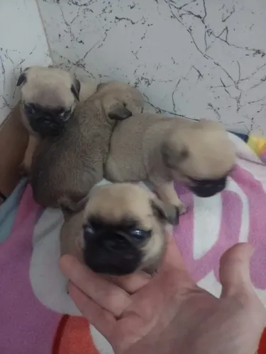Pug filhote 
