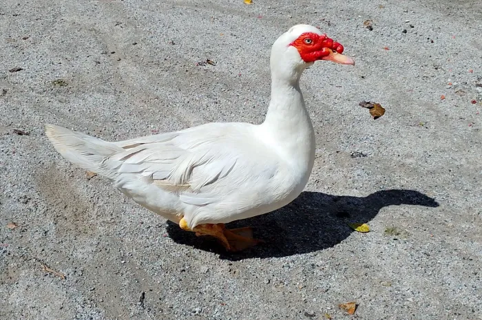 Pato - Casal de PATO BRANCO