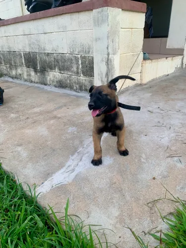 Cachorro Malinois