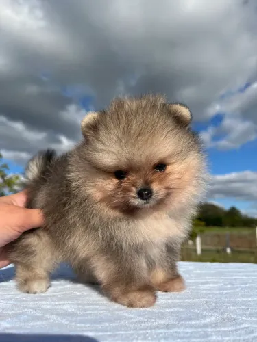 Pomeranias filhotes com pedigree Cbkc