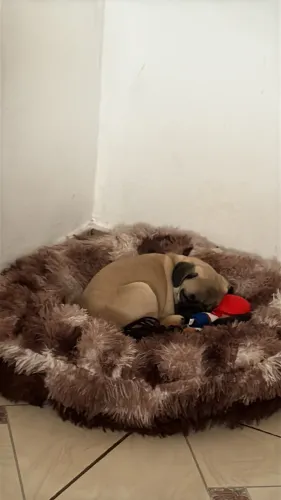 Pug fêmea