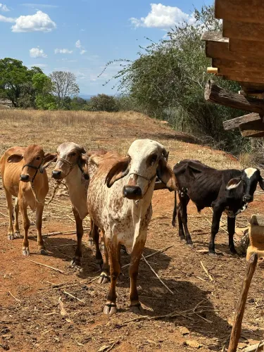 1 vaca prenha, 2 novilha e um bezerro