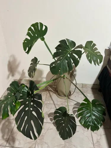 ? Costela de Adão Adulta ? Monstera deliciosa | Acompanha Vaso