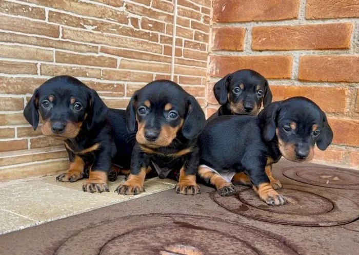 Mini Basset