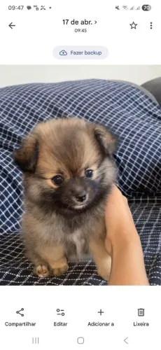Spitz alemão