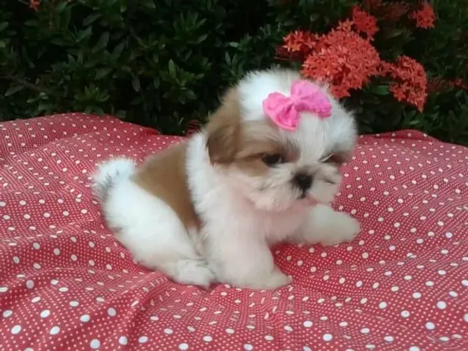 Shih tzu excelente companhia